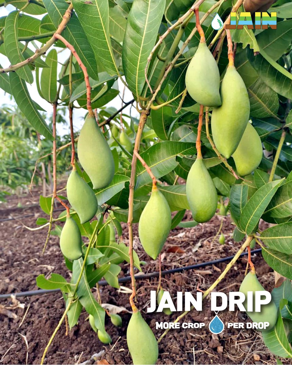 Rooted in precision, growing with purpose 🌱🥭

Mango farming gets smarter with Jain Drip every drop counts, every fruit thrives 💯