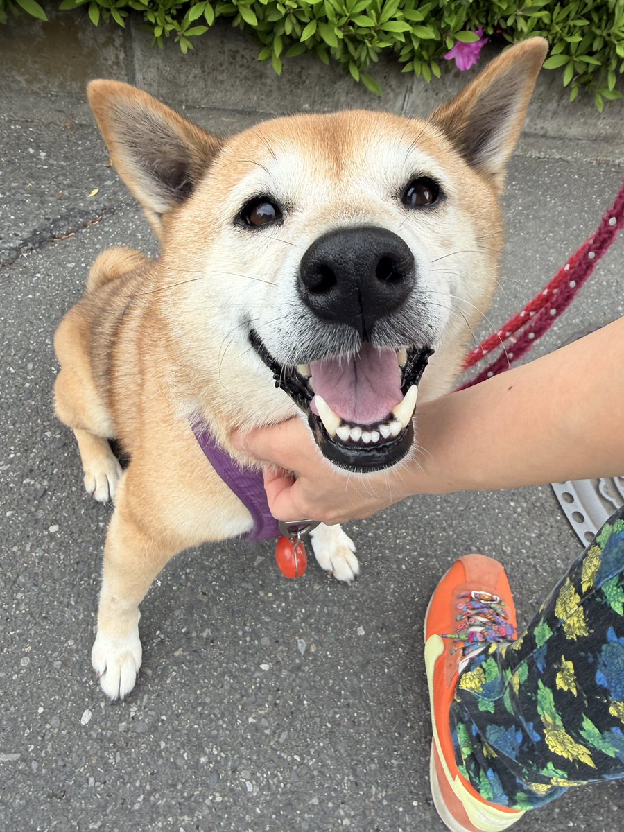 ＼🐶見学受付中✨／
お散歩中、何度も目が合う👀
そのたびにニコッてしてくれるの、可愛すぎます…💓
こんなにアイコンタクト上手な柴犬さんと一緒に歩いてくれるご家族を探しています🐕✨

こちら👉 tierheim-saitama.org/dogscats/yotsu…
#保護犬 #里親募集中 #柴犬のいる生活
#さいたま市 #埼玉県