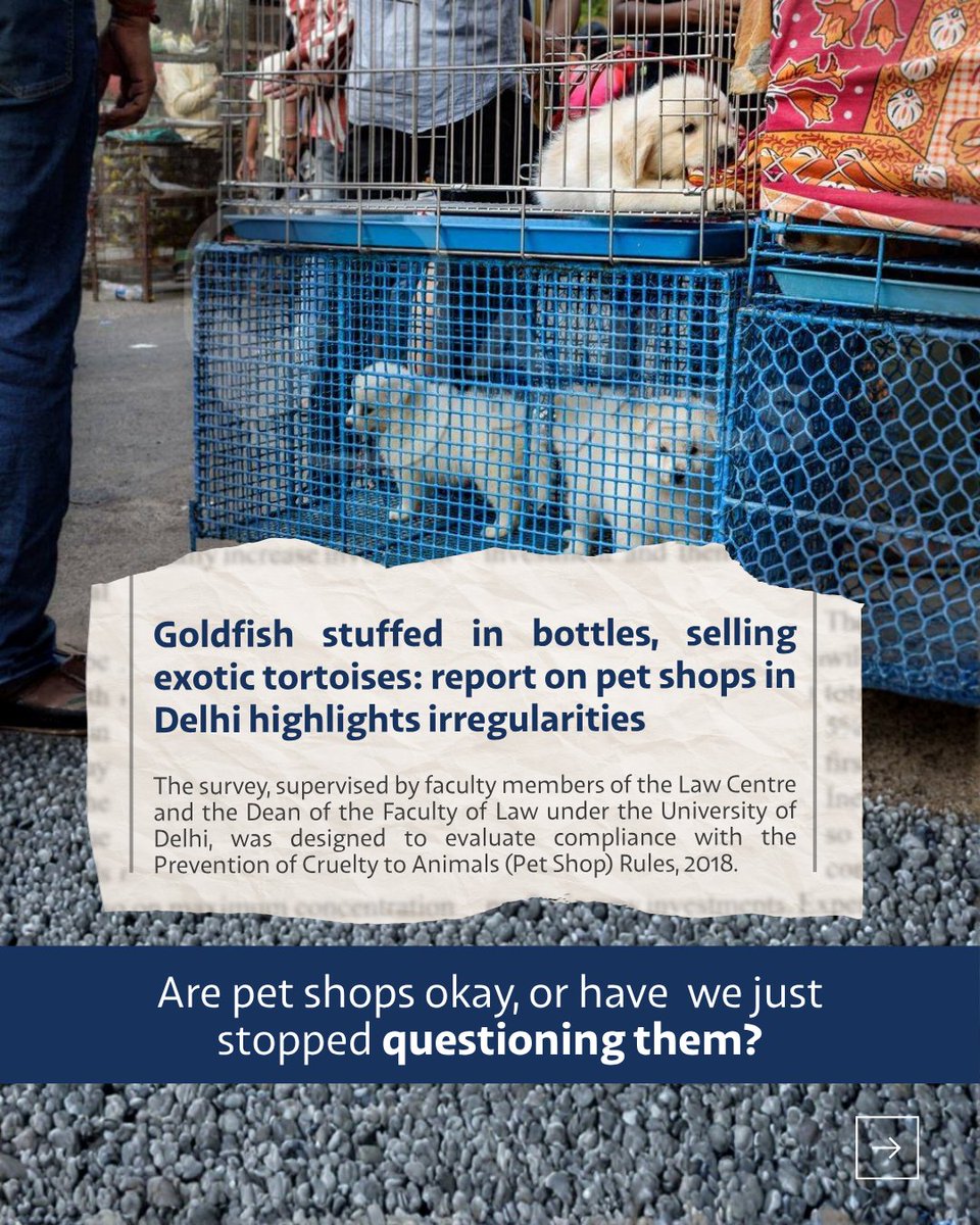 India Animal Fund tweet media