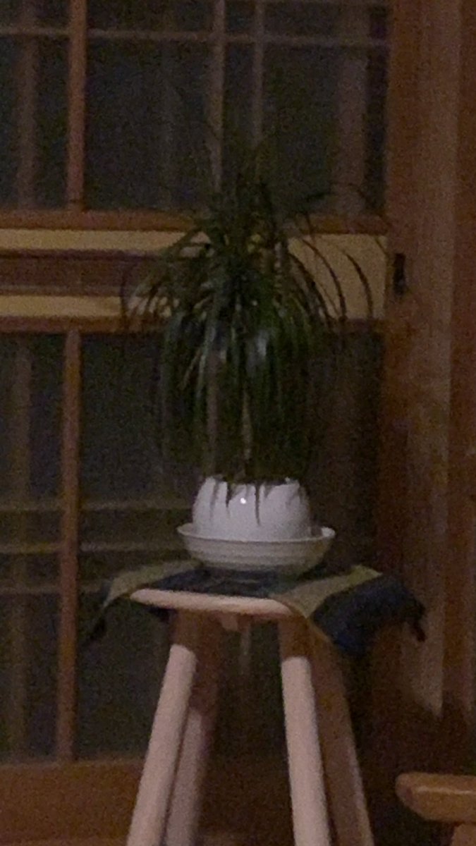 PsMPsMpsm1's tweet photo. 観葉植物ハマってます https://t.co/JeL0Plbpl7