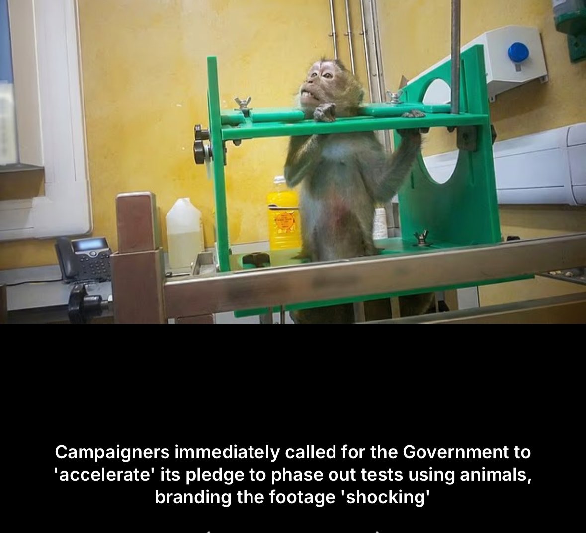 FireRabbit25's tweet image. #AnimalTesting is #AnimalTorture