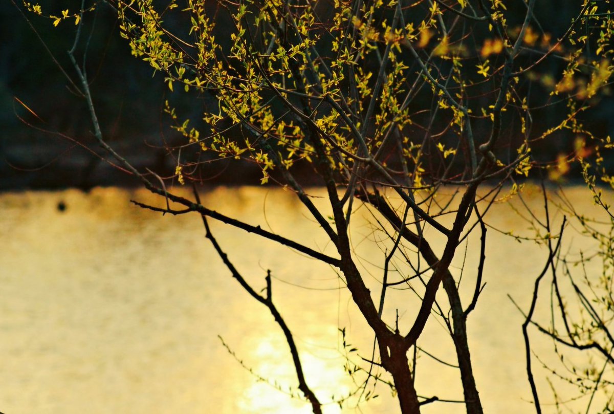 AcyRunway13's tweet image. The treasure was always there...

Have a wonderful Tuesday all ☕️☀️
#Tuesday #April #sunrise #nj 
#spring #thoughts #morning 
#NaturePhotography