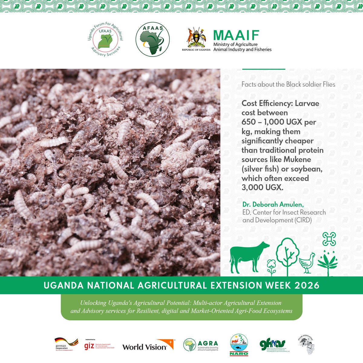 UFAAS13's tweet photo. DID YOU KNOW: Black Soldier Fly larvae are the secret to cheaper animal feed!
Cost: 650-1,000 UGX/kg Soybean &amp; Mukene: 3,000+ UGX/kg

Dr. Deborah Amulen highlights BSF as a highly cost-effective protein source for farmers.

#AgricExtUg2026 https://t.co/NfEJ0NCPXP