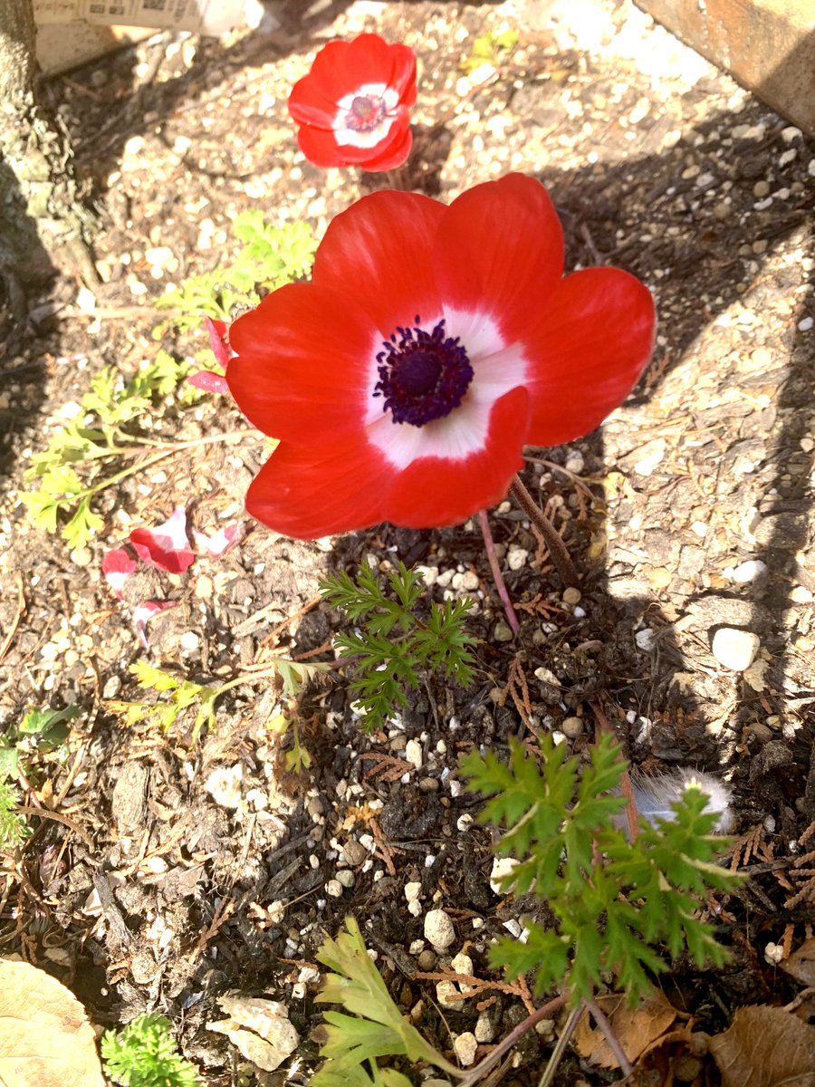 ハク✡❄ 観測者ヰ組 tweet media