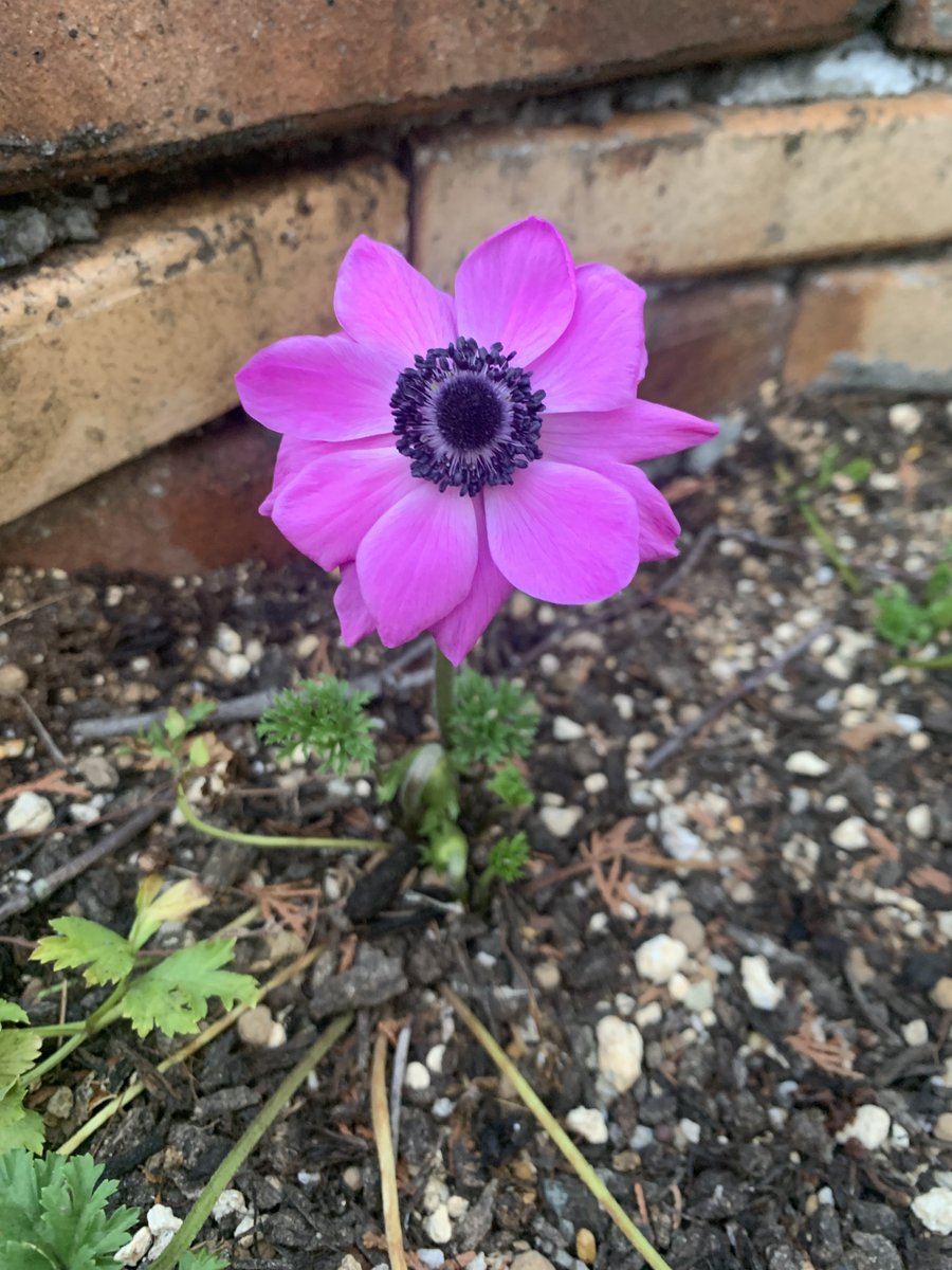 ハク✡❄ 観測者ヰ組 tweet media