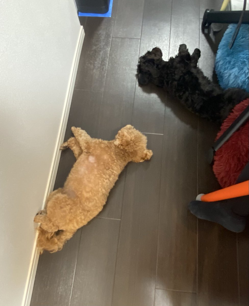 犬🐶が床に落ちている季節となりました。

ところで今年の確定申告の振替納税は
所得税4/23(木)
消費税4/30(木)
となっております。

口座残高にご注意くださいませ。