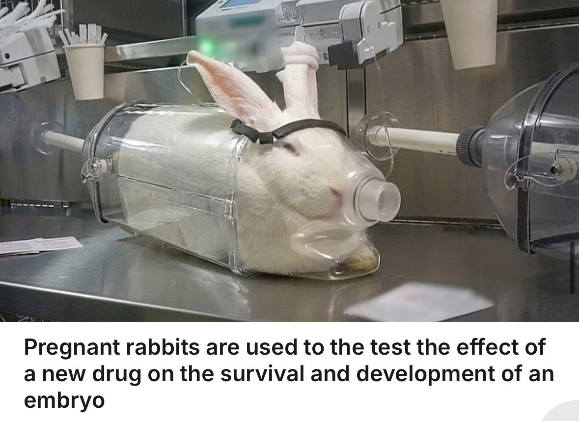 FireRabbit25's tweet image. #AnimalTesting is #AnimalTorture