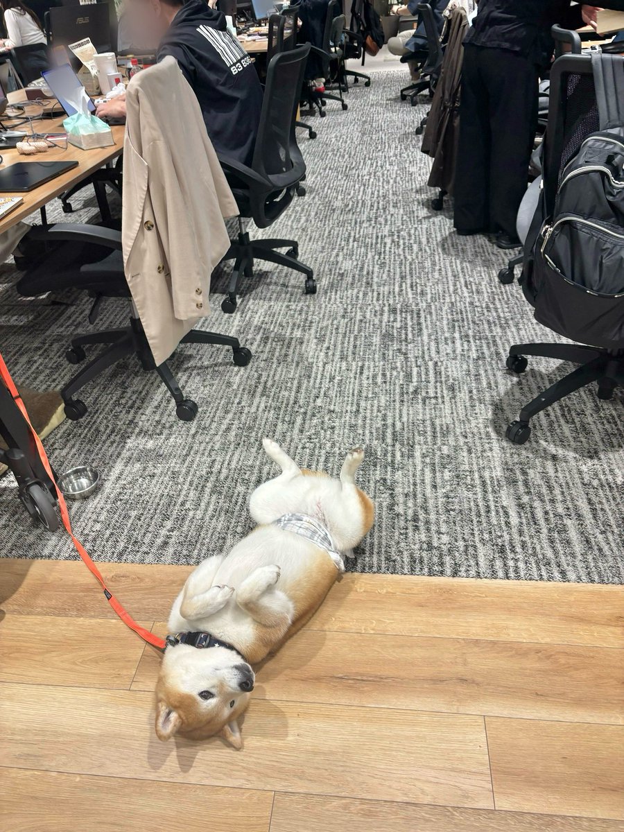 ココグルメ｜社員犬たちと手づくりごはんを届ける会社 tweet media