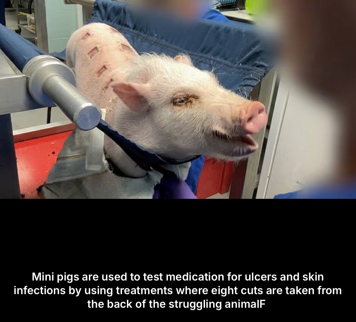 FireRabbit25's tweet image. #AnimalTesting is #AnimalTorture