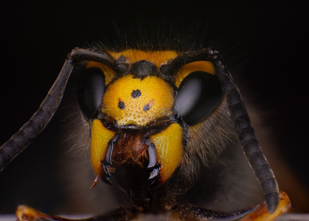 bubble5297's tweet image. Today some wasps, not sure about the black wasp, the other is a Vespula Germanica

#macro #macrophotography #insects #wasps #nature #naturephotography