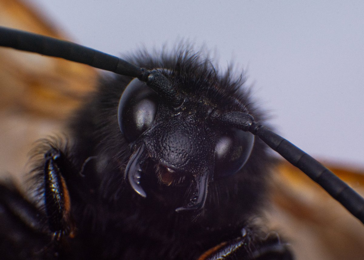 bubble5297's tweet image. Today some wasps, not sure about the black wasp, the other is a Vespula Germanica

#macro #macrophotography #insects #wasps #nature #naturephotography
