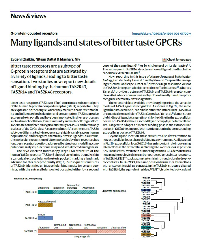 masha_niv's tweet image. New News &amp;amp; Views in @NatureSMB 
We highlight how recent #cryoEM work reveals many ligands, pockets &amp;amp; states for #bitter #taste #GPCRs,  from intracellular binding to ECL “lids” shaping aftertaste rdcu.be/ferTU
Evgenii Ziaikin, Nitsan Dallal