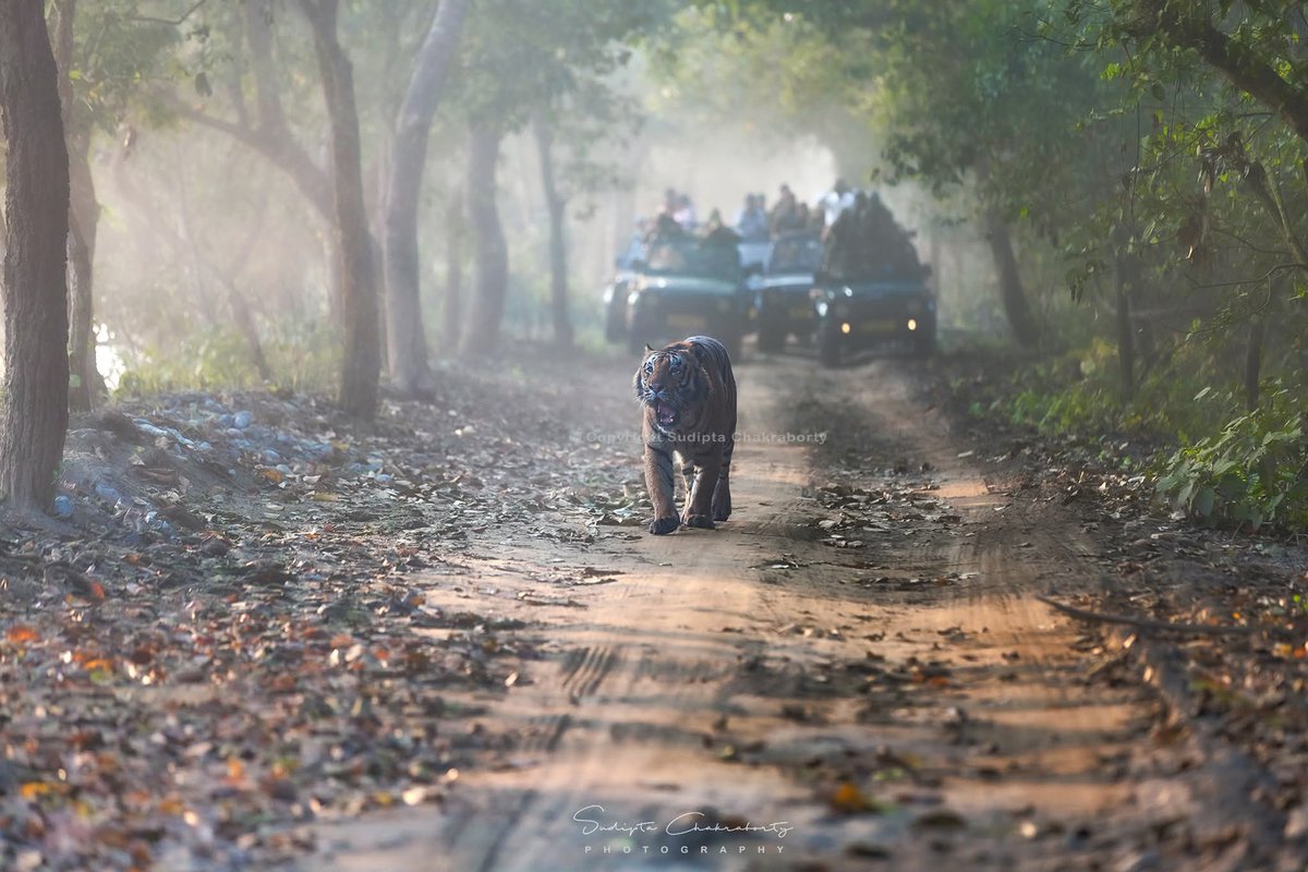 Sudipta Chakraborty Photography tweet media