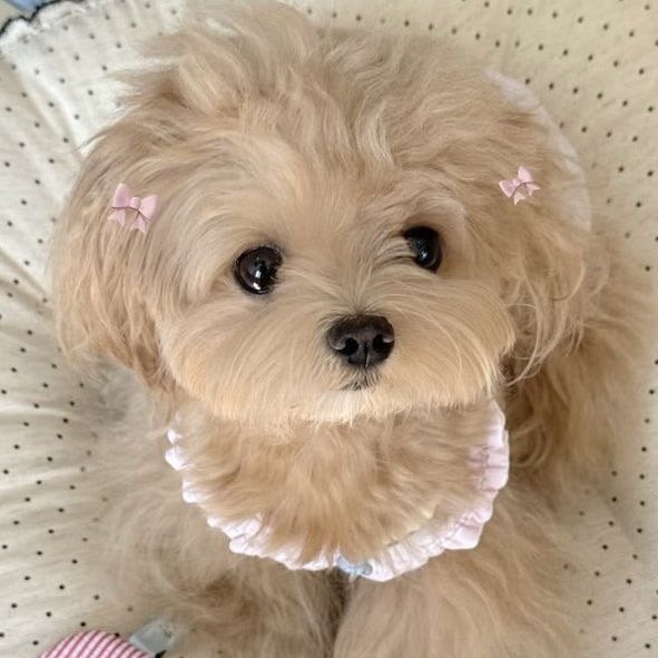 vane 🍓🐈 NO GENRE!! (@kiriguukie) on Twitter photo 