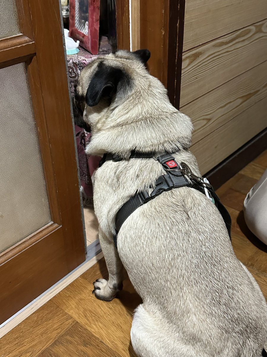 aka_arti_1112's tweet image. ごめんください
ジャーキーください

#パグ #pug