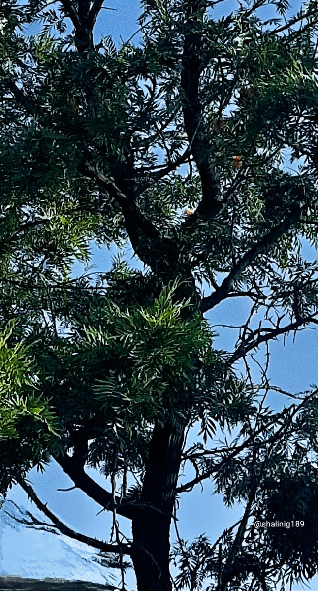 shalinig189_g's tweet image. No Trees No Survival...!!!
Protect Trees, Protect Yourself 🪾🌳 ✨️

#ThickTrunkTuesday 
#Treepeople #TreeClub