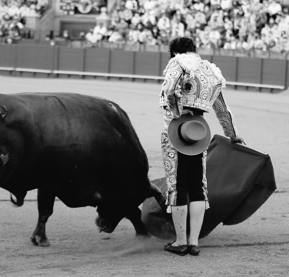 dariojuarezc's tweet photo. • Morante nunca más volverá a ser Morante •

No ha hecho falta que se le (mal) cruzara una prendita como fue ese 4º de Matilla que le mandó para dentro con una grave cornada en el recto, para confirmar sin temor a equivocarme que Morante nunca más volverá a ser Morante. Pero esto no es flor de un día.

Un torero de culto, viviendo y sufriendo durante años su trastorno mental disociativo, además de su mal bajío en los sorteos -o el que tenía en su sentido del tacto la mano del Lili cada mañana que la metía en el sombrero-, que pasaba por las ferias despachando momentos artísticos y petardos de autor casi a partes iguales. "A Morante hay que entenderle. Y, una vez que se le entiende, empieza uno a quererle", o cómo sonaba el mantra de un amigo morantista al término de cada decepción. 

Pero todo tiene un principio o así lo he deducido yo. Y llegó 2019. Sevilla, en el 10 de mayo de un Abril tardío. Un vecino del Arenal, del barrio que abraza la Maestranza, le intentaba mover la silla por el palo de la sevillanía, por la rama autóctona del clasicismo que sólo poseen los toreros de esa ciudad, aunque no todos. Aguado tenía la Puerta del Príncipe en su mano con las dos orejas de aquel 3º, 'Cafetero' de Jandilla, tras el torrente de naturalidad y buen gusto que le anunciaba como el nuevo ídolo de Sevilla, además de confirmar que no todo el futuro empezaba y terminaba en Roca Rey. 

Y Morante, con el orgullo en carne viva, salió a morderle el cuello al 4º, a apretarse con él con más voluntad que lo que el jandilla podía darle. Y de ahí la oreja a ese orgullo herido, que seguía sangrando al volver a explotar Sevilla con el capote de Pablo al 6º,  cuando el de La Puebla respondió con las vendas de las heridas deshilachadas y el capote a la espalda, tocándole las orejas con el Galleo del Bú a ese toro al que Aguado también terminaría desorejando.

Llegó la pandemia y a Morante le dio mucho tiempo para pensar, pero sobre todo para estudiar el toreo, su toreo y el tiempo. Nadar entre las fotos, los libros y los vídeos de los viejos toreros le alimentó el alma, le dio vida y le confirmó, por si quedaba alguna duda, que lo clásico era el camino a seguir. 

En medio de la vuelta a la normalidad taurina, encabezó esa parada de toreros junto a Ponce que tiraron del carro en 2021. Cuando anunció que se iba a encerrar en el Puerto con 6 veraguas de don Tomás Prieto de la Cal evocando a Gallito, se atrevió a decir en las líneas de El Mundo que estaba cansado de juampedros y garcigrandes, que le aburría el toro bueno. Algo, a la vista está, que se le pasó rapidito. 

Pero José Antonio siguió su curso en su particular reinvención personal y artística, anunciándose en más sitios durante esa temporada con encastes de los llamados minoritarios, incluida la corrida de Miura de esa Feria de Abril, pospuesta por las restricciones sanitarias para las fechas de San Miguel. 

De ese año en adelante, Morante no ha tenido rival: Ortega, después del descubrimiento de Madrid, emergía tras una corrida televisada en Linares pero jamás ha sido rival. La irrupción de Aguado no llegó a más. Ponce y El Juli se iban, Talavante volvía más irreconocible que un secuestrado al salir del zulo, mientras Manzanares y Castella mantenían, Matilla mediante, el estatus inmerecido de lo que un día fueron. 

2022, el año de las 100 corridas. No las necesitaba, pero Morante, desde ese 10 de abril de 2019, ya había cogido cita con la historia para ponerla del revés; Morante ya decía sin decirlo que nunca más volvería a ser Morante. Al que hasta ese 2019 conocíamos, claro.

Y todo para convertirse en el torero más perfecto de los imperfectos -Sánchez Avilés dixit-, igual o más genial, pero con una regularidad que asusta. Incluso ante toros que antes oían los cascabeles de las mulas en el primer muletazo, los mismos a los que ahora intenta mostrar por todos lados.

Por eso, Morante nunca más volverá a ser Morante. 

[Sigue 1/2 🧵]