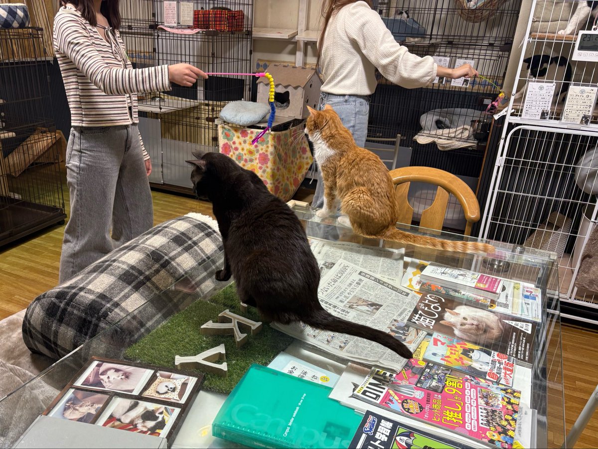 ミヤネコ(宇都宮大学保護猫サークル) tweet media