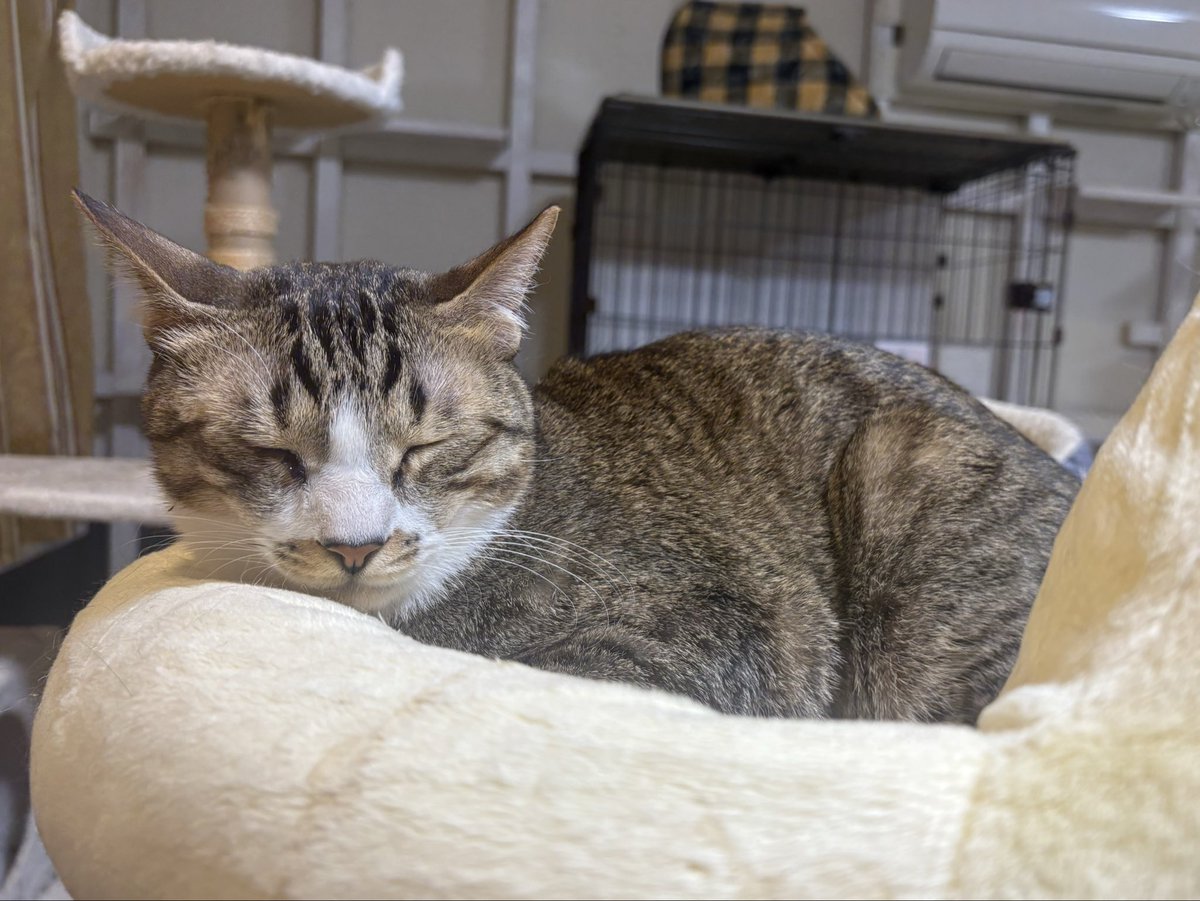 ミヤネコ(宇都宮大学保護猫サークル) tweet media