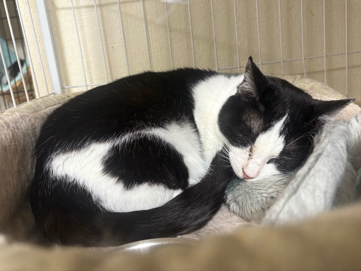 ミヤネコ(宇都宮大学保護猫サークル) tweet media