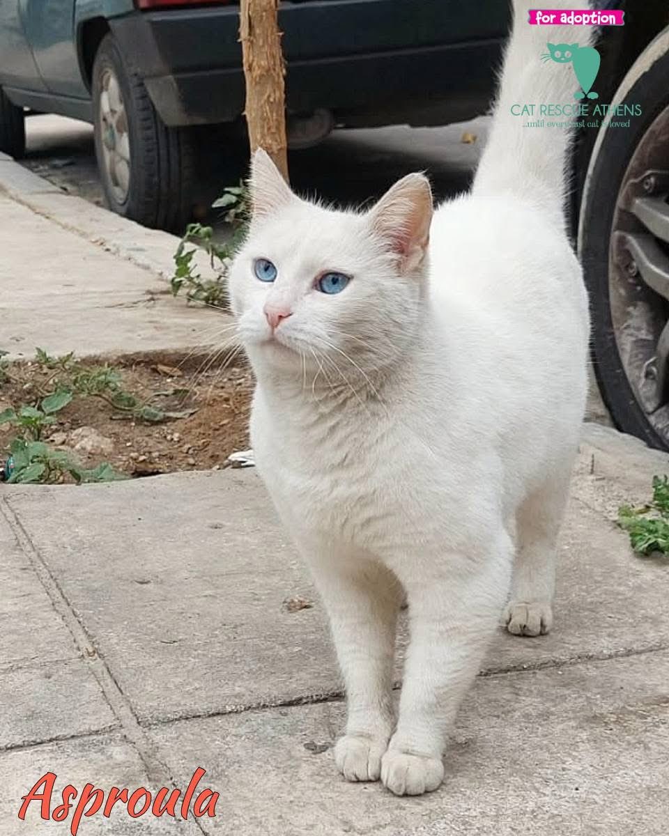 Cat Rescue Athens tweet media