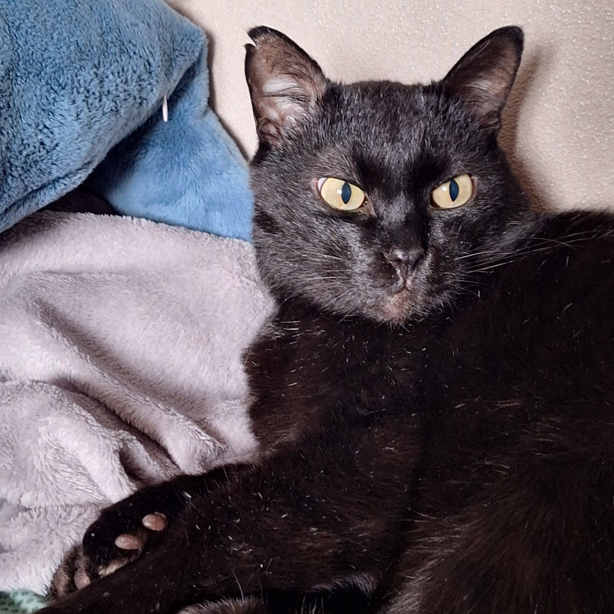 единственный, кто поддерживает мой 12ти часовой сон