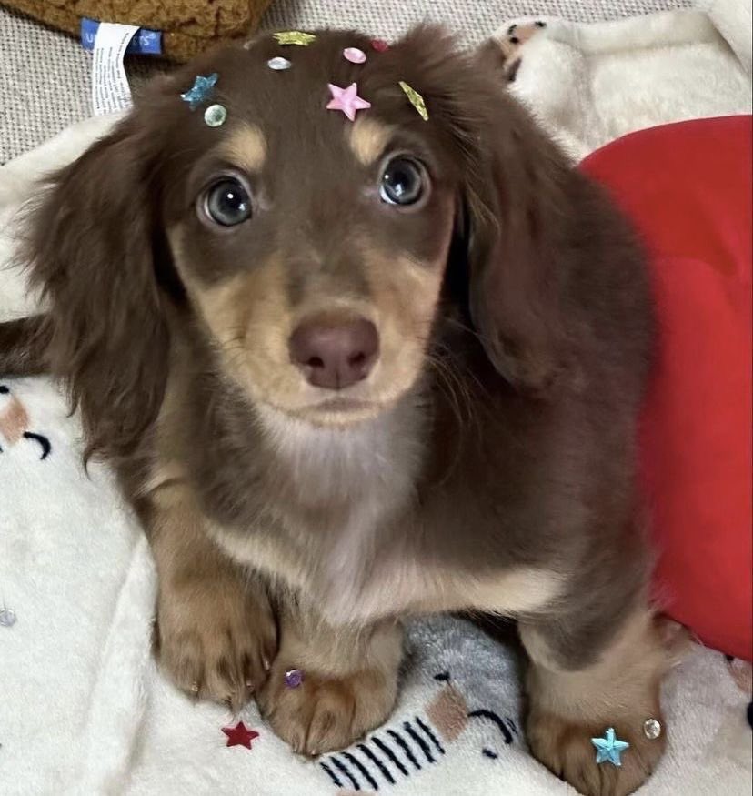 띵스훈트 아카이브 (@mjhdachshund) on Twitter photo 