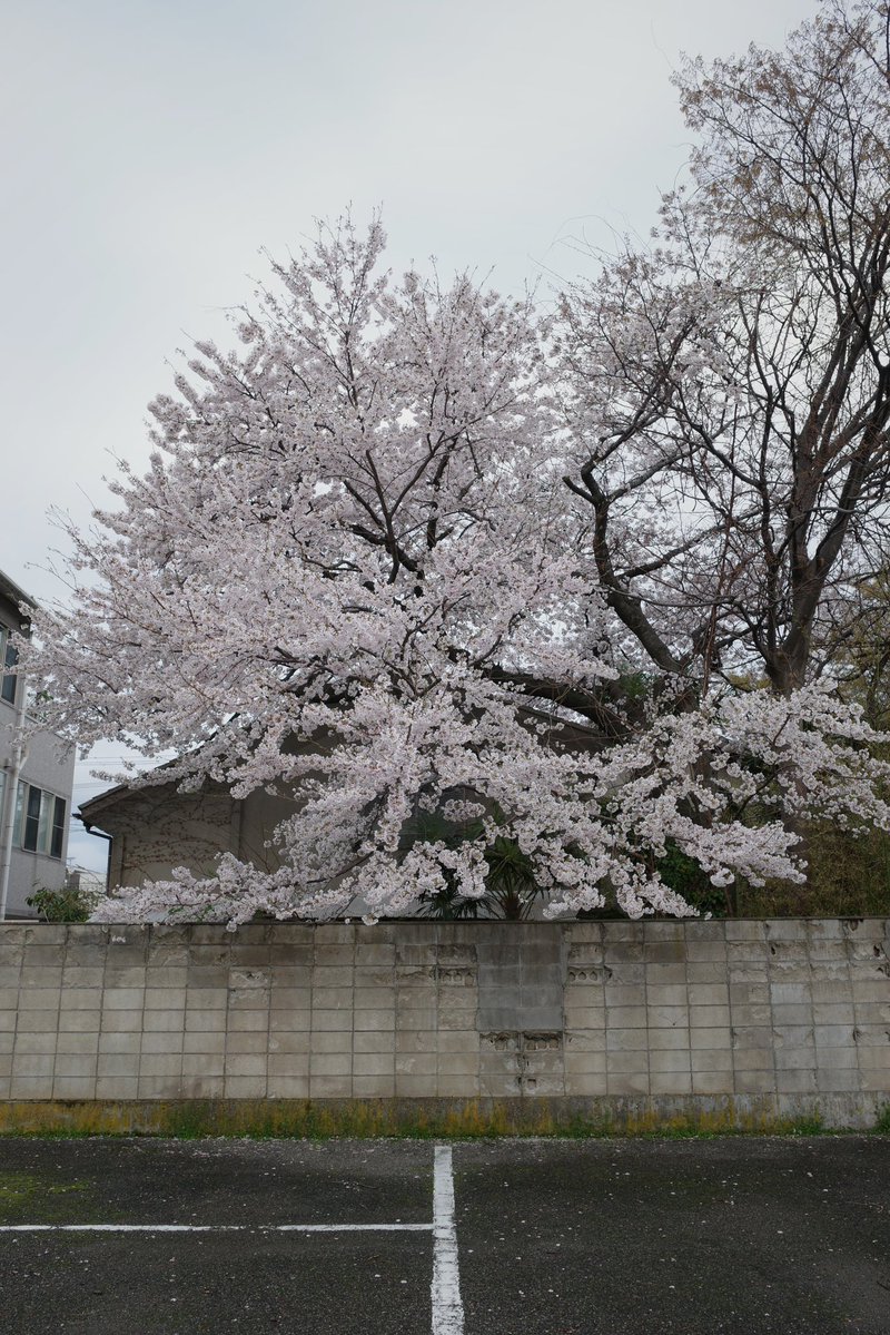 marikichi10's tweet image. Sakura memories 2026

#ricoh #ricohgr4 #gr4 #grsnaps  #streetsnap #streetphotography #candidphotography  #写真好きな人と繋がりたい #写真撮ってる人と繋がりたい