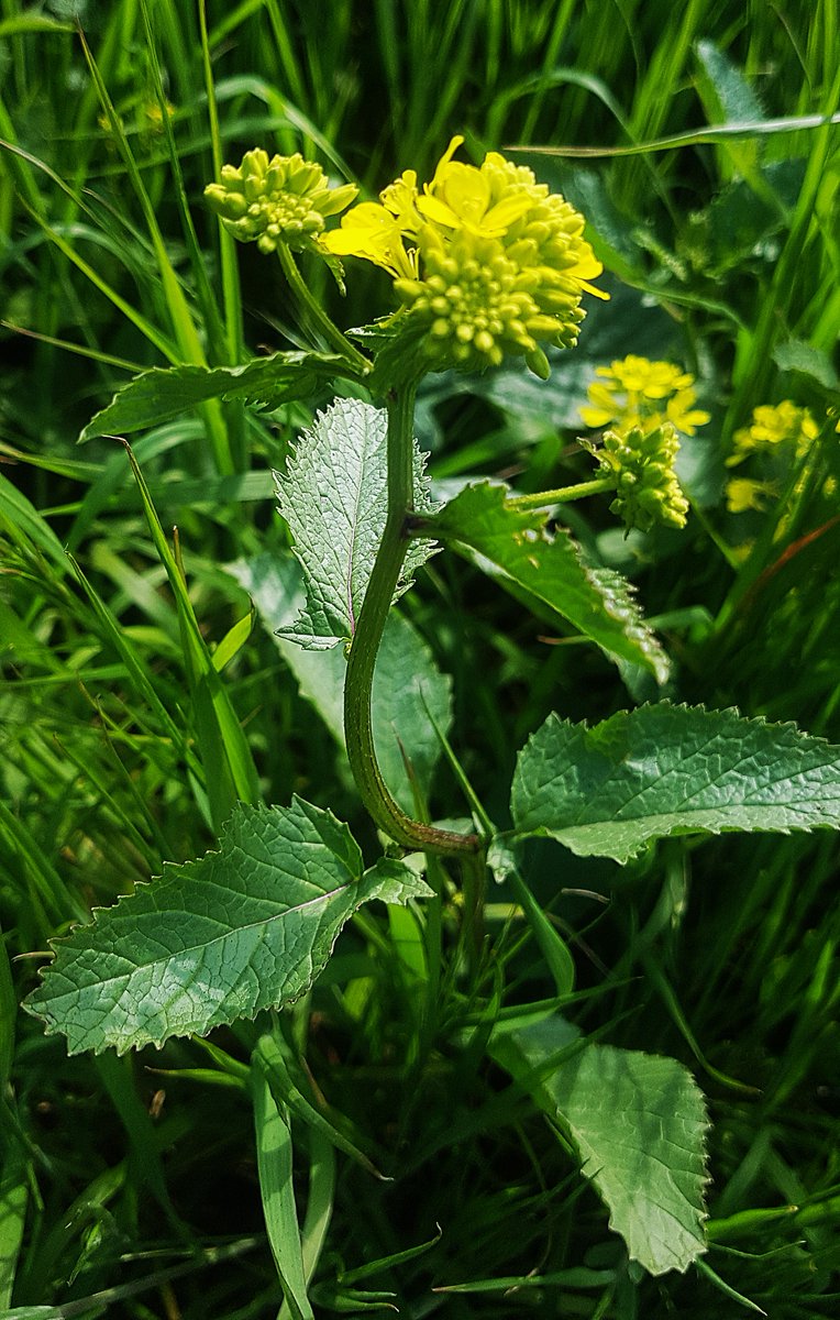 bri18282130's tweet image. #Peterborough #Cambridgeshire #uk #loveukweather #ukweather #blossom #flowers