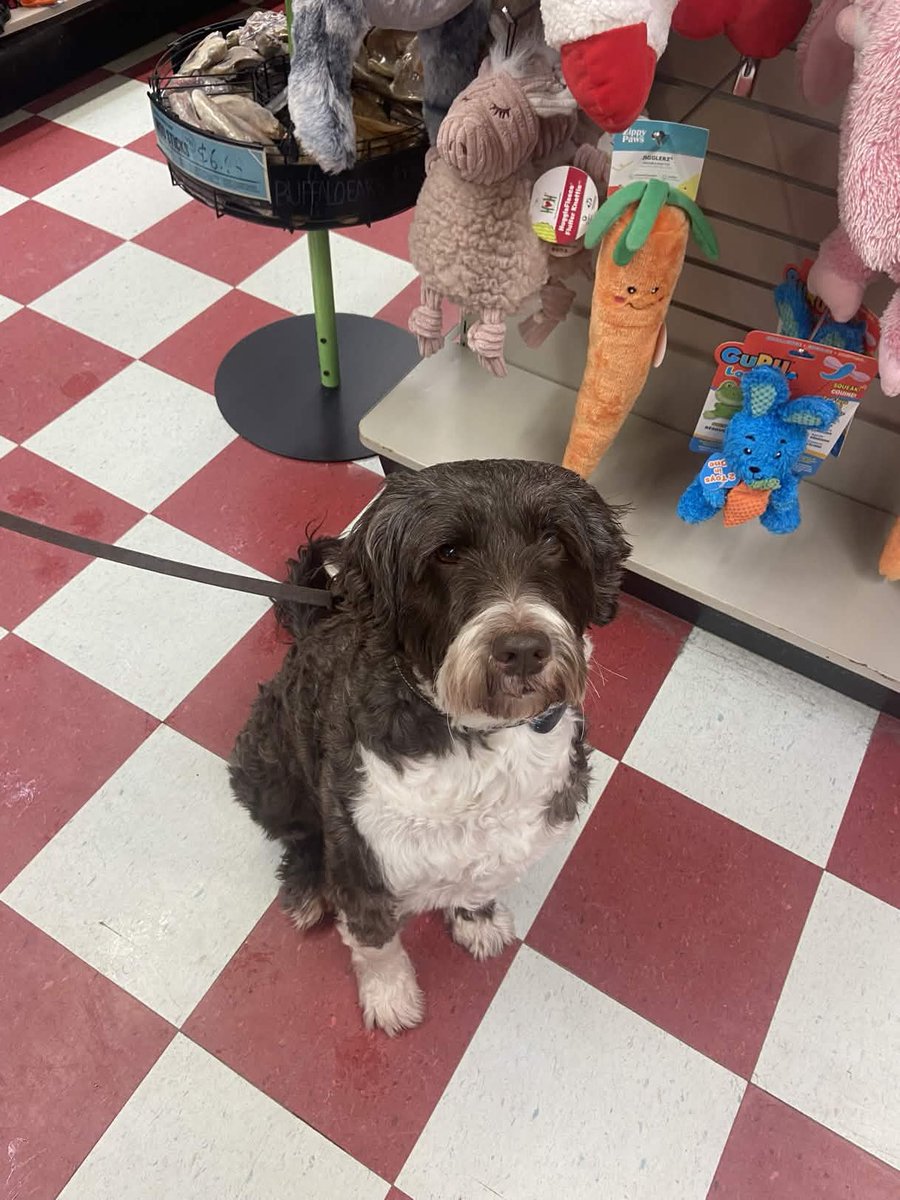 gpfyorkregion's tweet image. Pablo the 8 year old Portuguese water dog!😍🐶 

Visiting our Markham Location!🥰

#dog #portuguesewaterdog #dogsofinstagram #treat #petstore