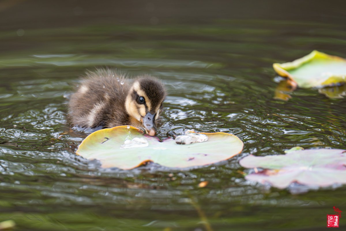 HungryHawk0917's tweet image. ただ訪れる春の花の芽の息吹に似た
I want you I want you I want you 生きてく事は
愛する事　愛される事と

蓮を愛する人　GLAY
FE 600mm F4 GM OSS+1.4TC

#野鳥 #sony #カルガモ