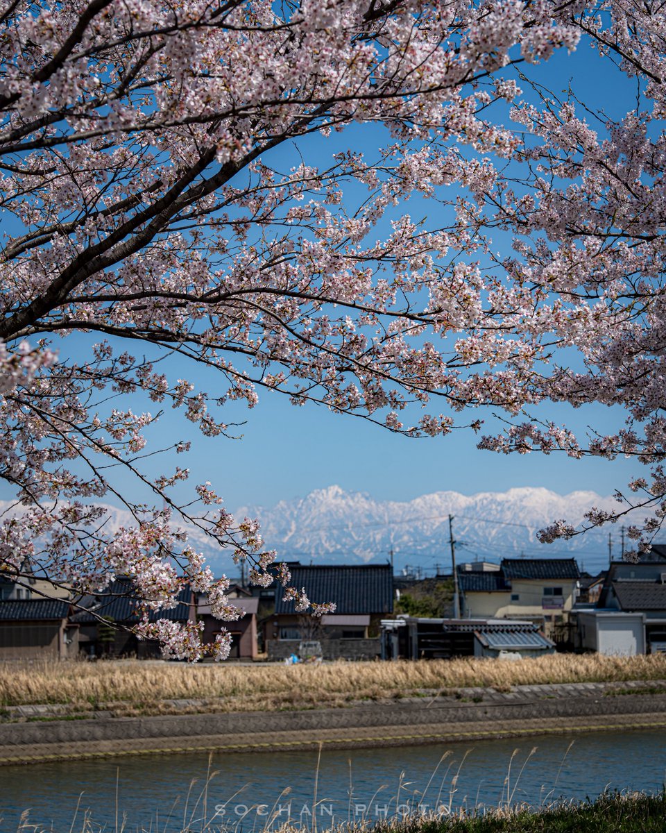 x_sochan's tweet image. さくらの散歩道①

ᴅᴀᴛᴇ : 2026.4.8
ʟᴏᴄᴀᴛɪᴏɴ : 富山県射水市

ᴄᴀᴍᴇʀᴀ : SONY α7IV
ʟᴇɴs : FE 24-70mm F2.8 GM II

#SonyAlpha 
#これソニーで撮りました