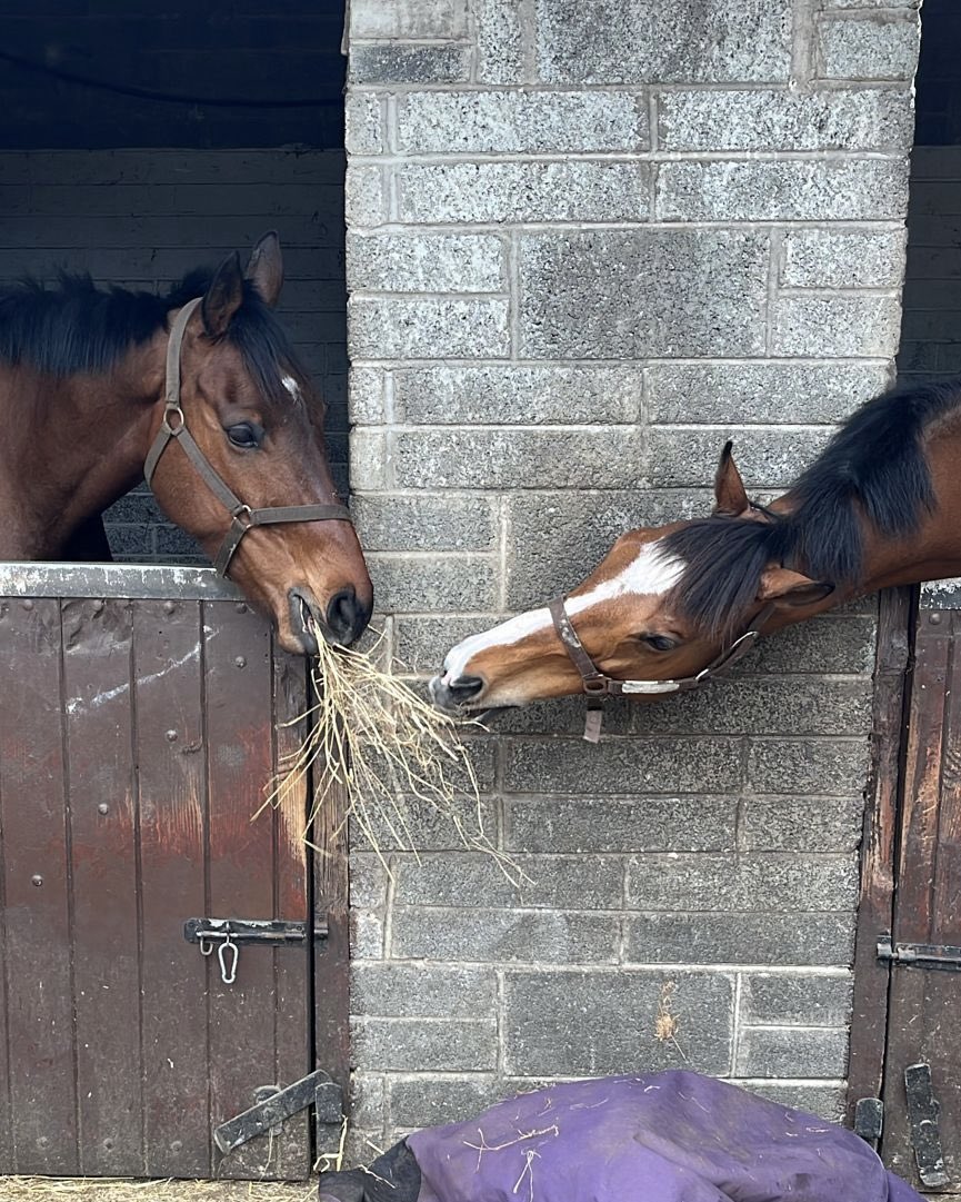 Pimlico Racing Syndicates tweet media