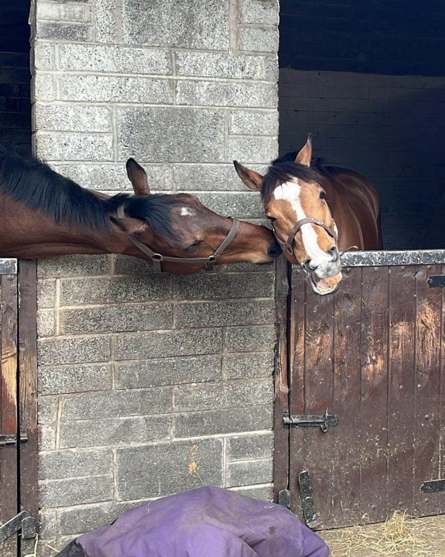 Pimlico Racing Syndicates tweet media