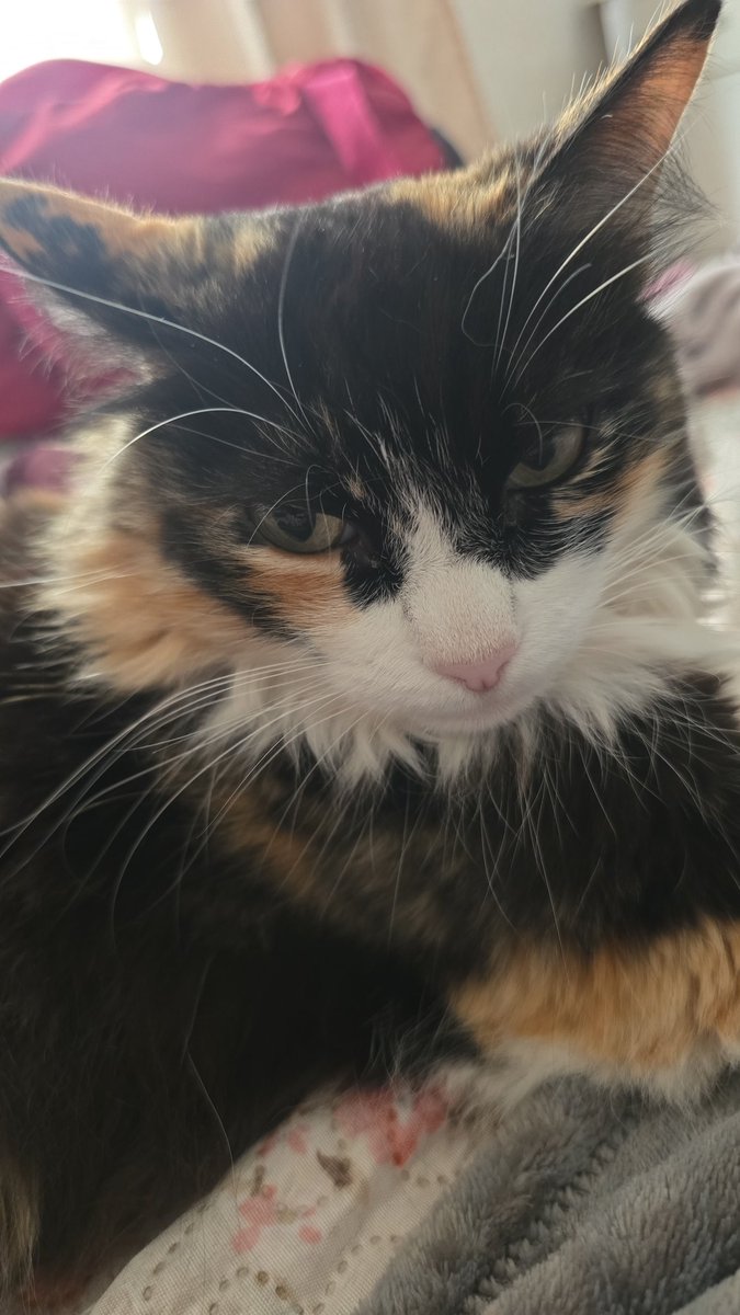 O bom dia de hj é com a gatinha da minha ha sobrinha...uma fofolete linda ❤️❤️❤️❤️