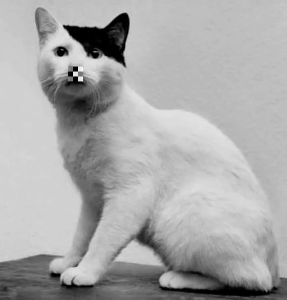 Durev VPN tweet media