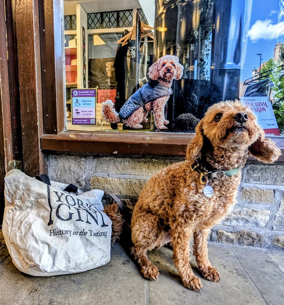 yorkgin's tweet image. The York Gin shop is very dog-friendly. 🐶❤️

Here is the York Gin dog Inigo proudly showing off his photo in the shop window. 
🥰🐶❤️

@visityork 

#yorkgin #york #dogfriendly