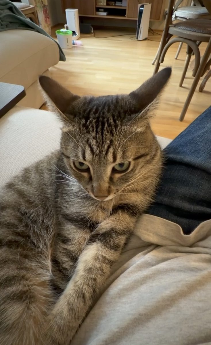 Бешлей tweet media