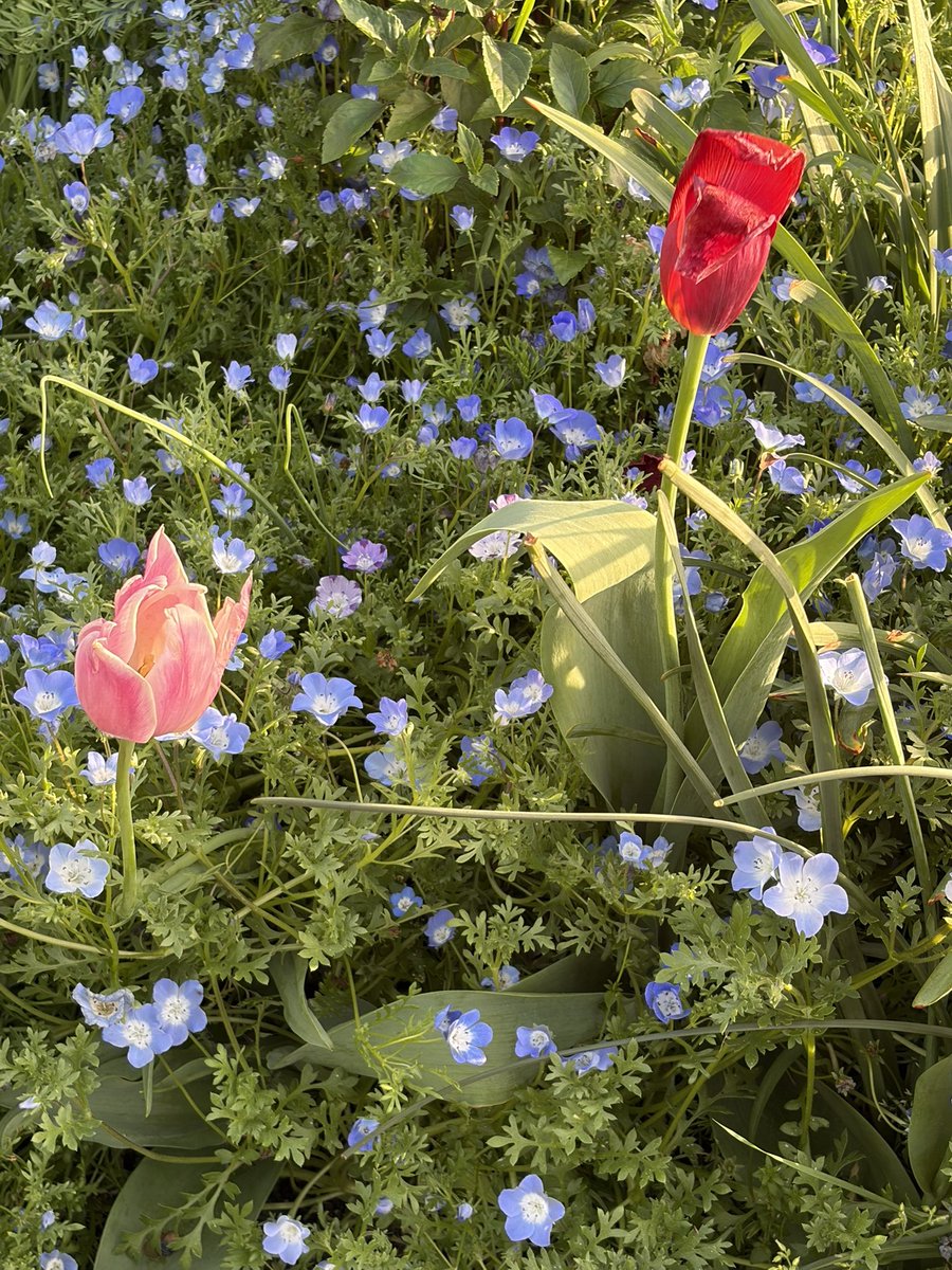 遠藤まりん(MORE STAR) tweet media