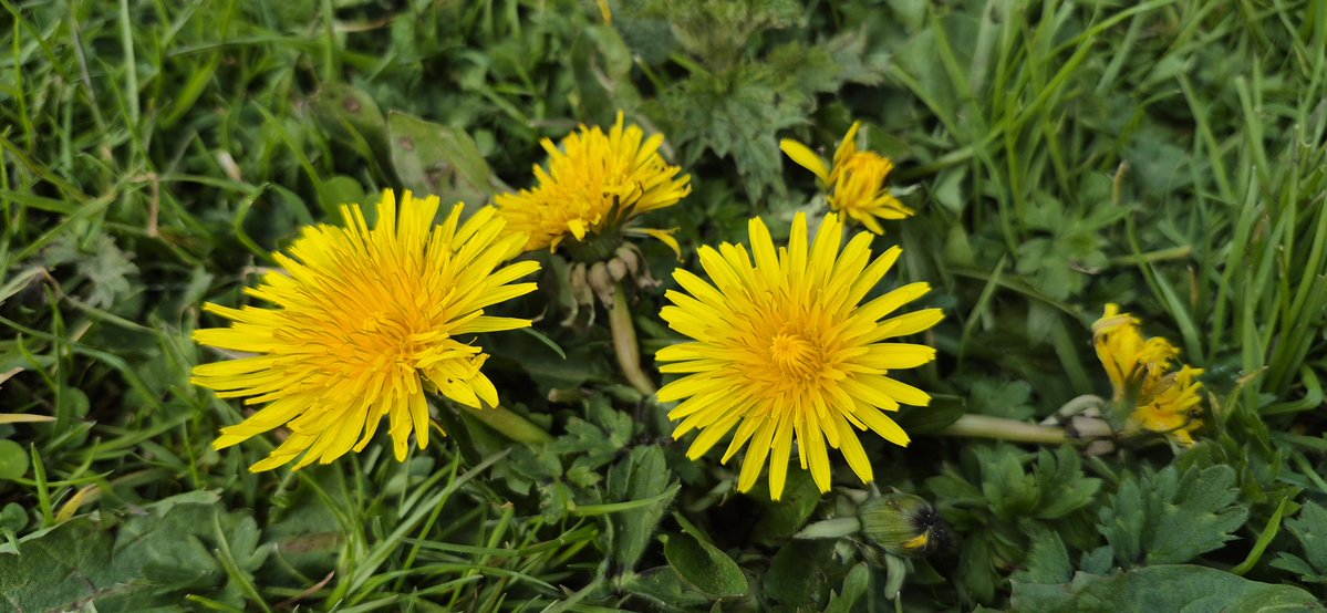 They're fine. They're not doing any harm to anybody. Just leave them alone; they're grand.