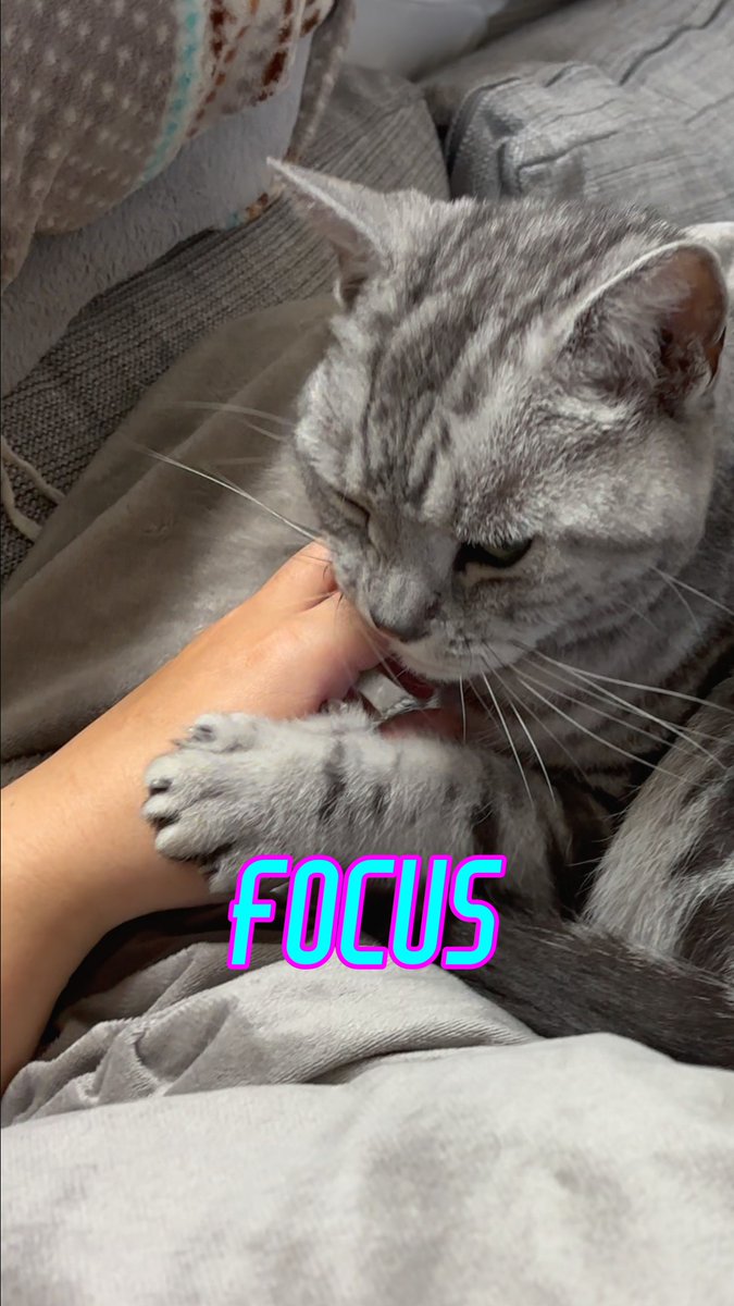 neco_switch966's tweet image. 猫ちゃんのかわいい拒絶っ🫶 #ねこ #cat #kitty #アメショ #vlog
youtube.com/shorts/md6gVo-…