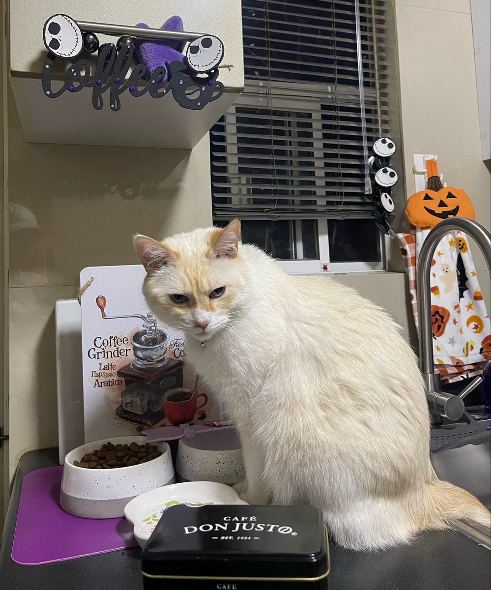 🌸Koshka Morrison Diesel💜 tweet media