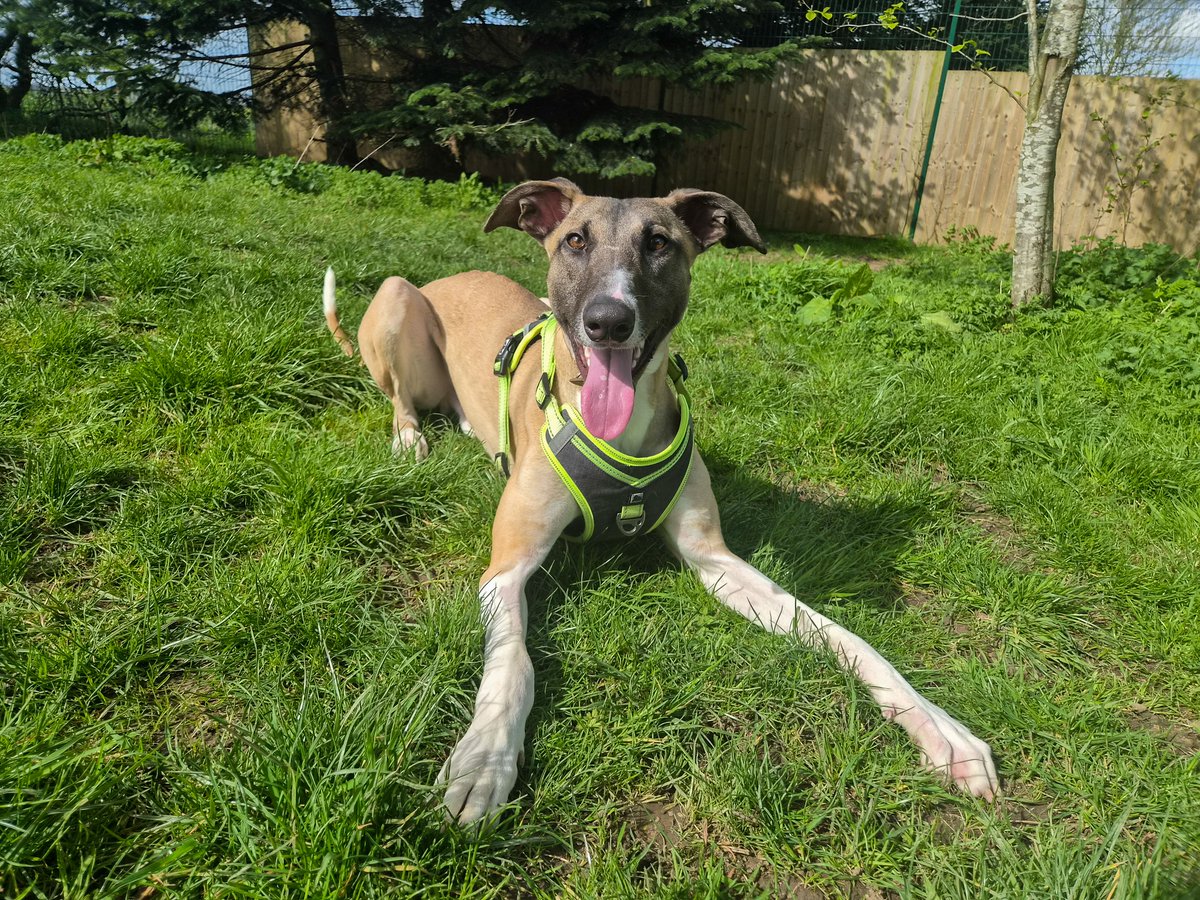 DT_Darlington's tweet image. Darren has some exciting news..... HE'S RESERVED 🎉🎉🎉

#DogsTrust #DogsTrustDarlington #Rescue #AdoptDontShop #TongueOutTuesday