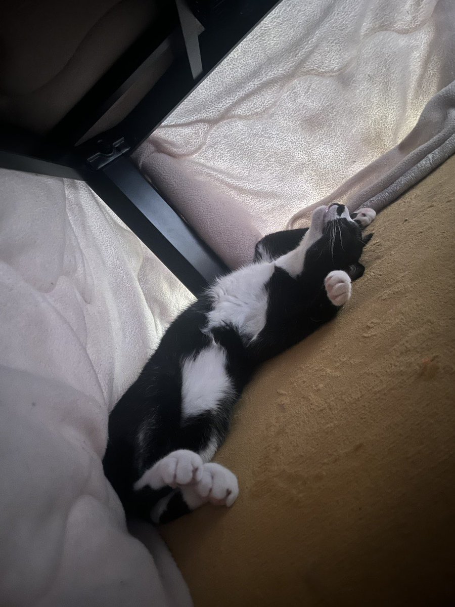 ペット探偵プライベートアイ@日本全国にて即日捜索を実施 tweet media