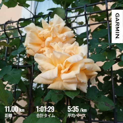 いっちろー🐯🌺 tweet media