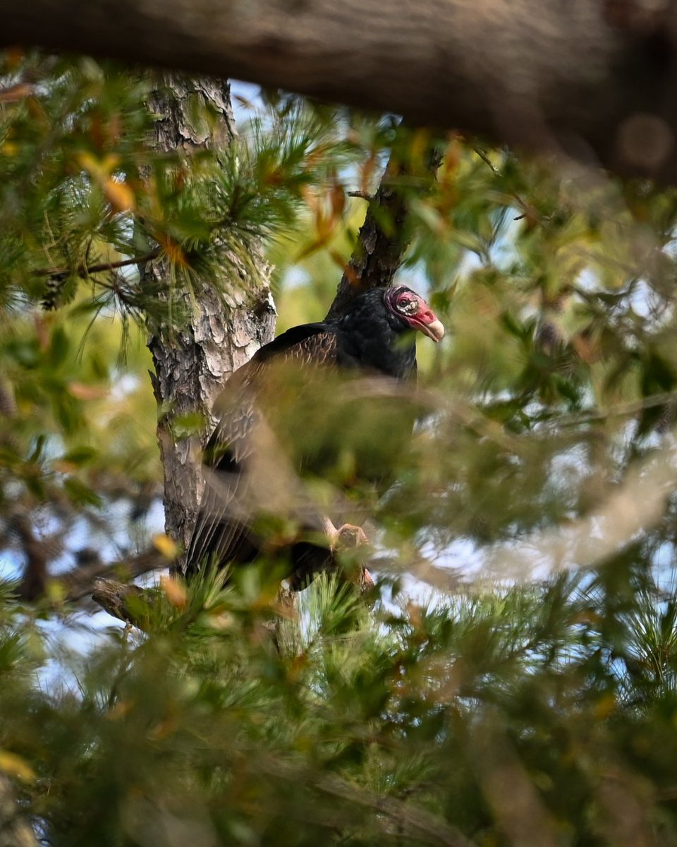 andeNHS's tweet image. Andersonville National Historic Site is an active ecosystem, where birds play a crucial role in maintaining environmental balance. #AndersonvilleGA #Birding 

Image 1: Eastern Bluebird
Image 2: Barn Swallow Hatchling
Image 3: Turkey Vulture
Image 4: Northern Mockingbird
