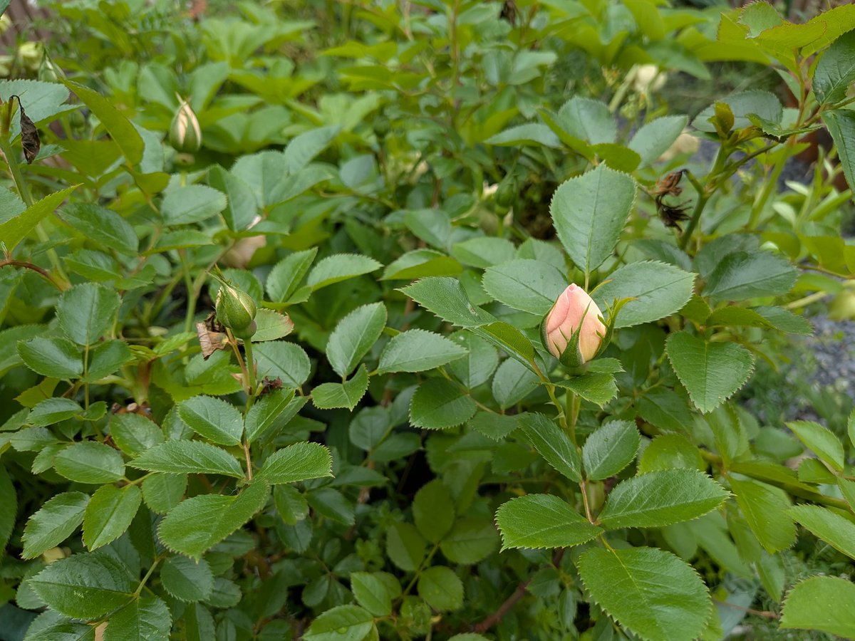 matatakuyah's tweet image. 今シーズン最初のバラは平咲きのパーマネントウェーブ、次に控える蕾は一重のジャクリーヌ・デュ・プレ。

#バラ #rose