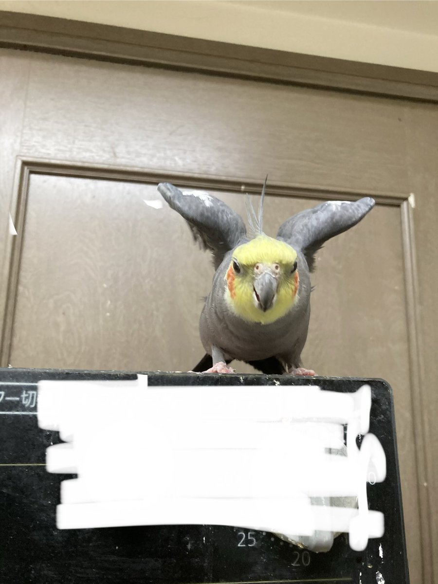 カリン　しばらくお休みします。　0824 飼い主〜行くぞ！動くなよ！