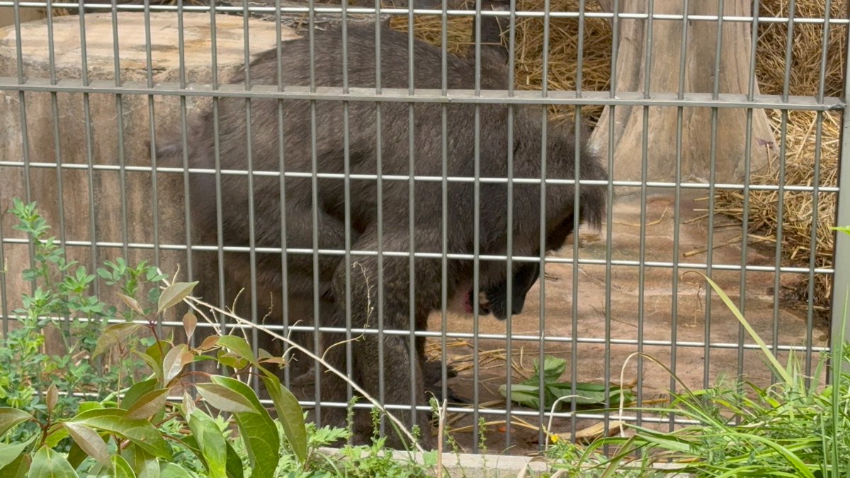 rena_0_0's tweet image. 久しぶりの手前のドンくん！

飼育員さんがおやつを持ってやってきて、奥にいたドンくんに粘り強く呼びかけ。
しゃーないなーと、いう感じで腰を上げてやってきた🤣
たくさん食べて元気にやろね。

青菜も食べるんだよ🥬
#ドン　#ドリル
#天王寺動物園