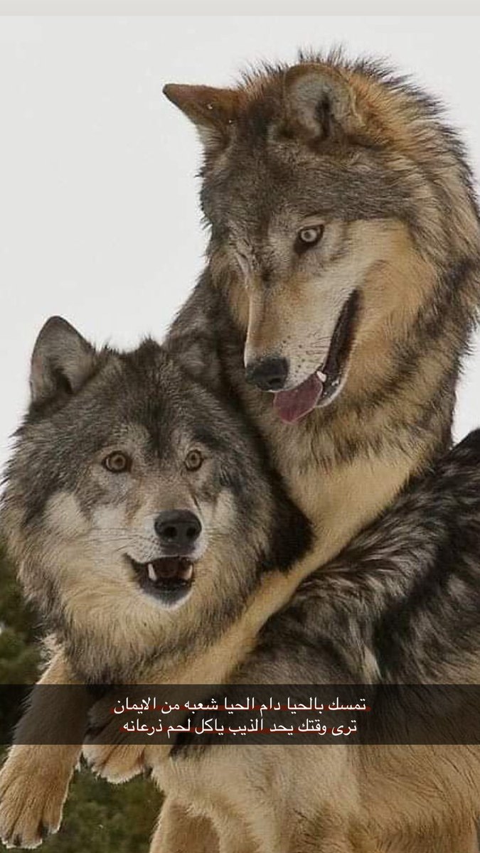 فزاع tweet media